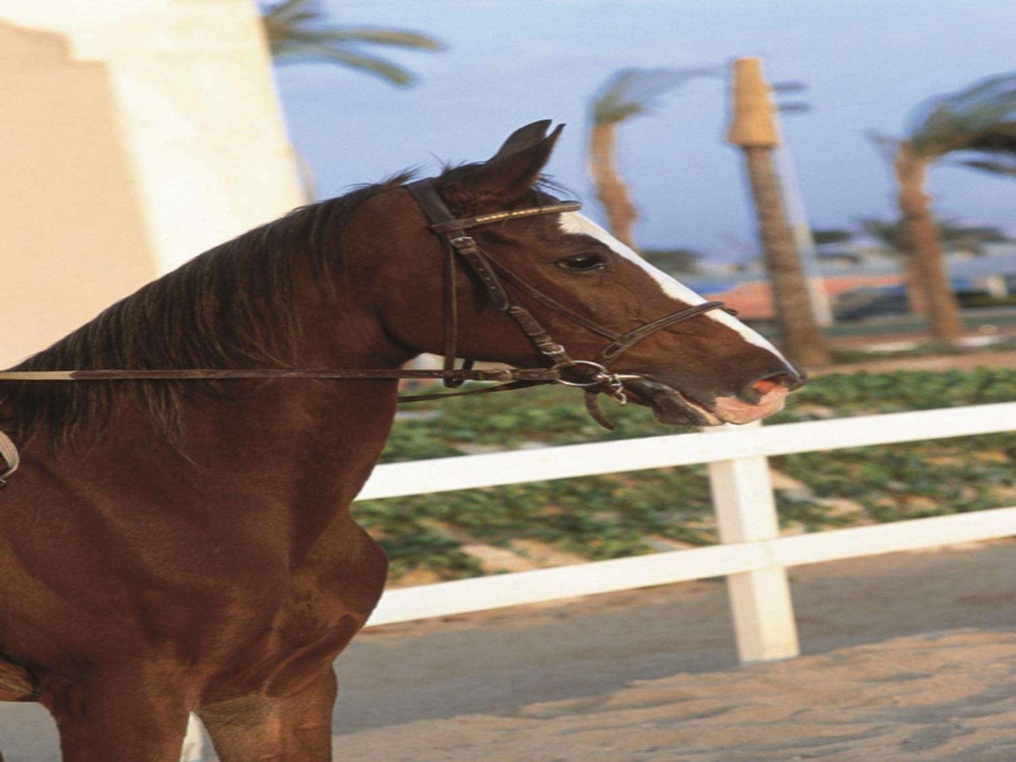 Concorde El Salam Cairo Hotel & Casino Exteriér fotografie A horse wearing a snaffle bridle